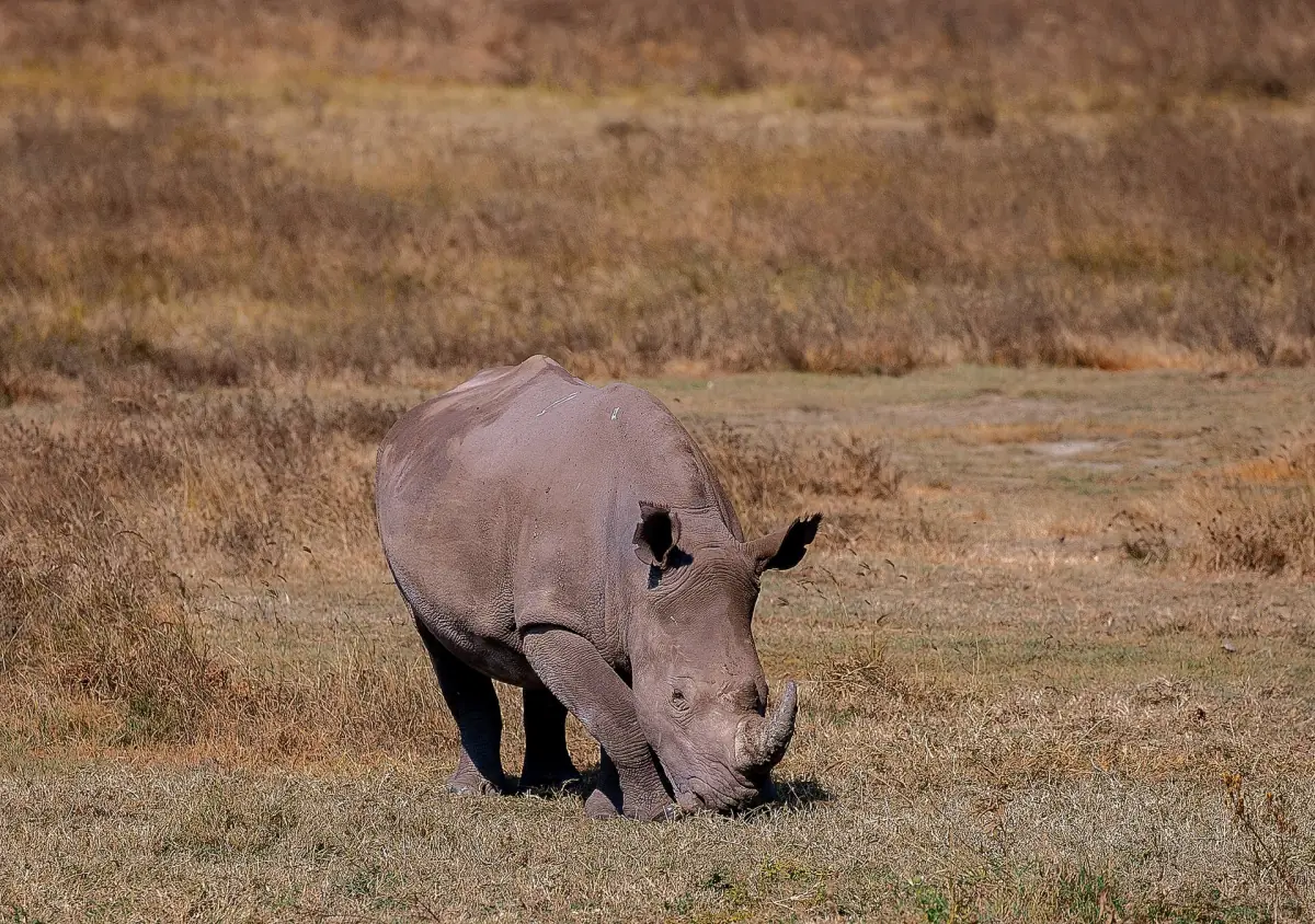 A black rhino grazing in the crater