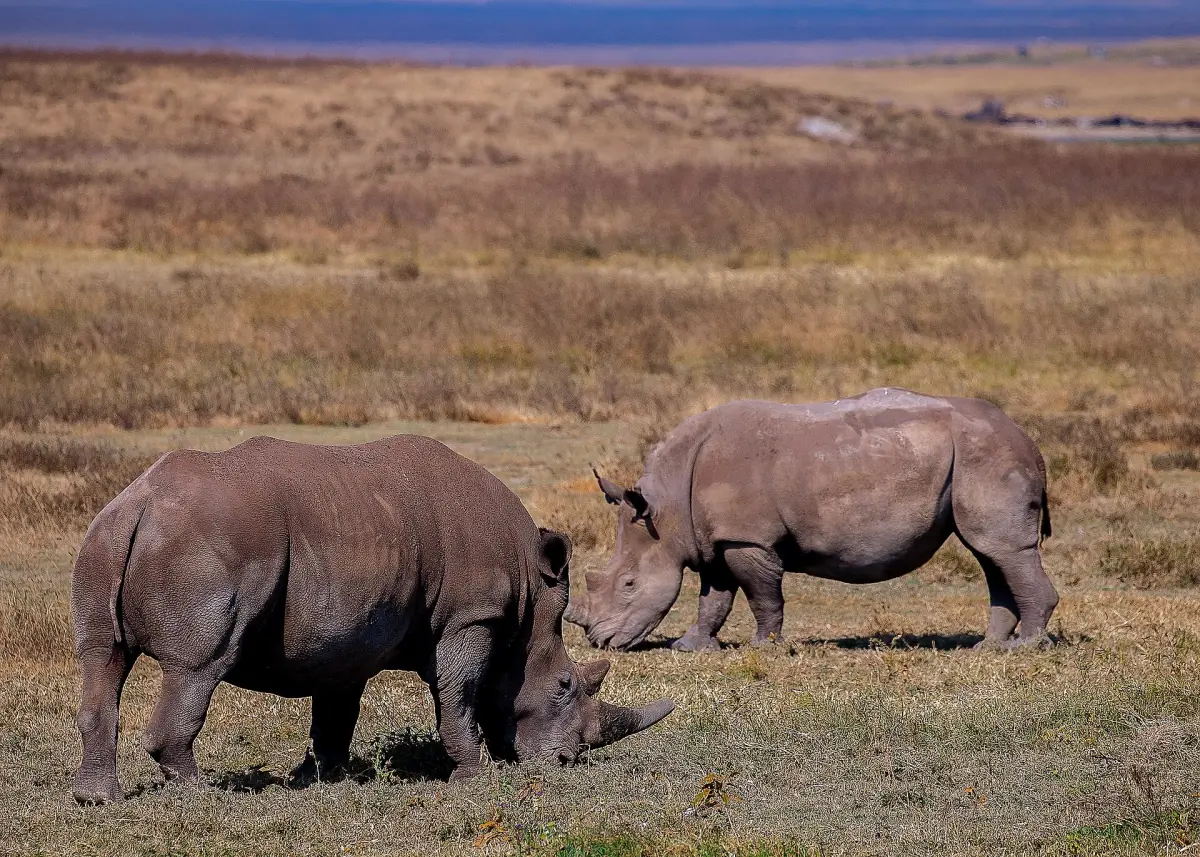 Two black rhinos in Ngorongoro