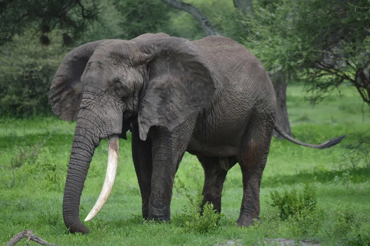 An elephant with long tusks in the crater