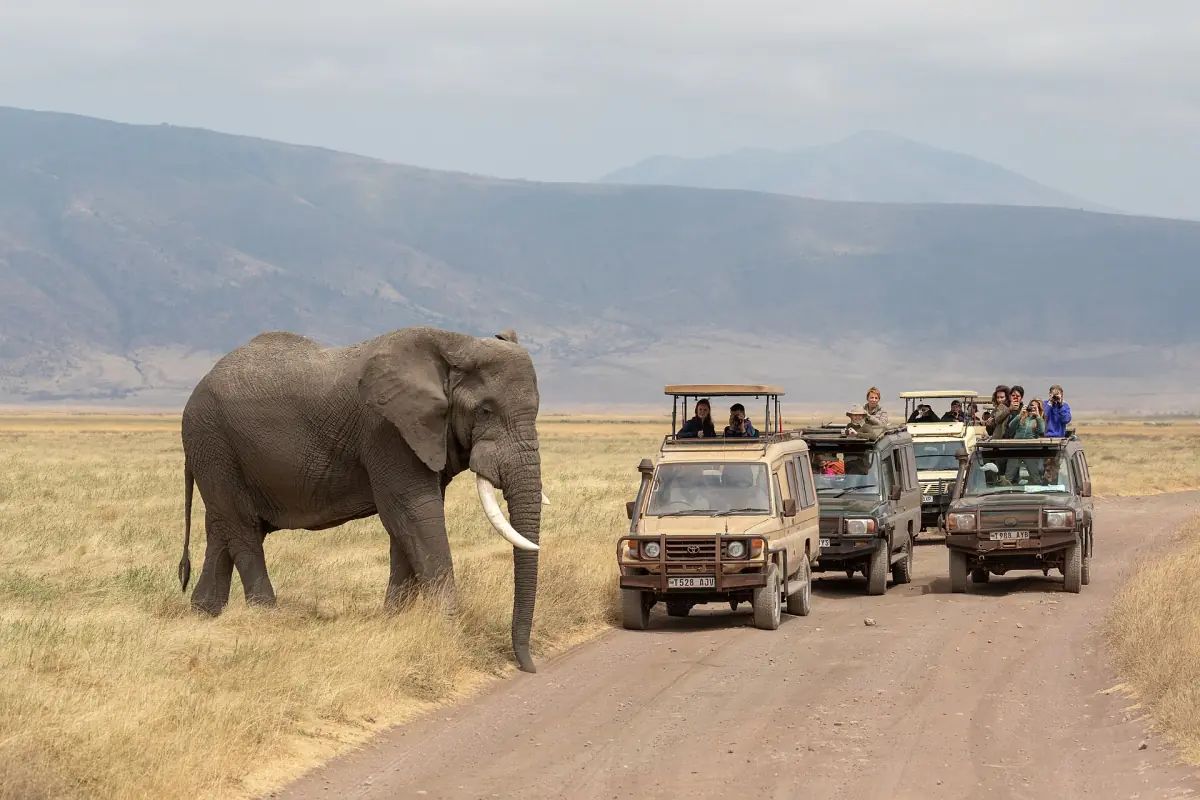 An elephant beside safari vehicles in the crater