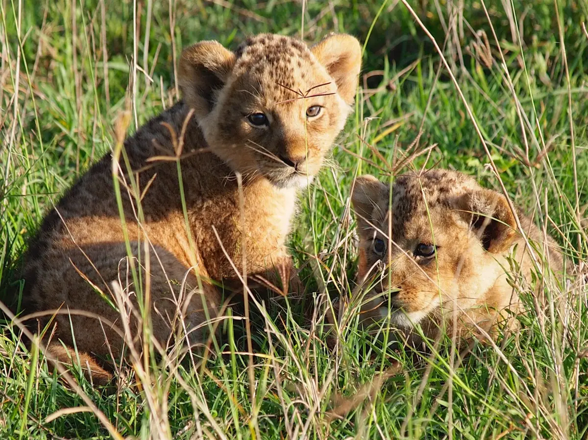 Lion cubs in the grass