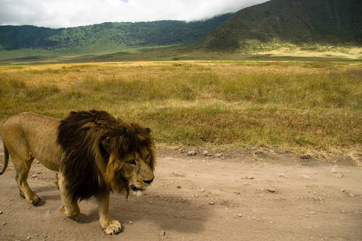 A male lion on the crater floor