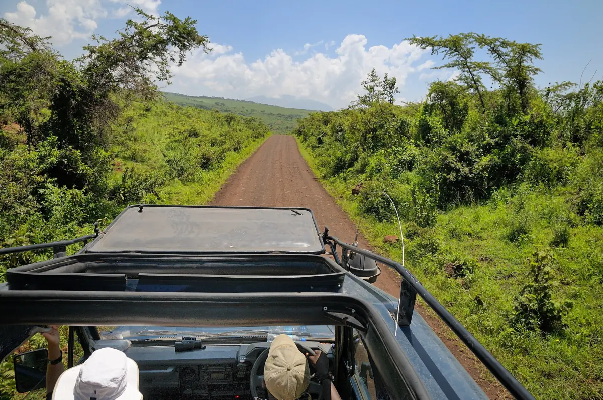The road through the forest of the conservation area