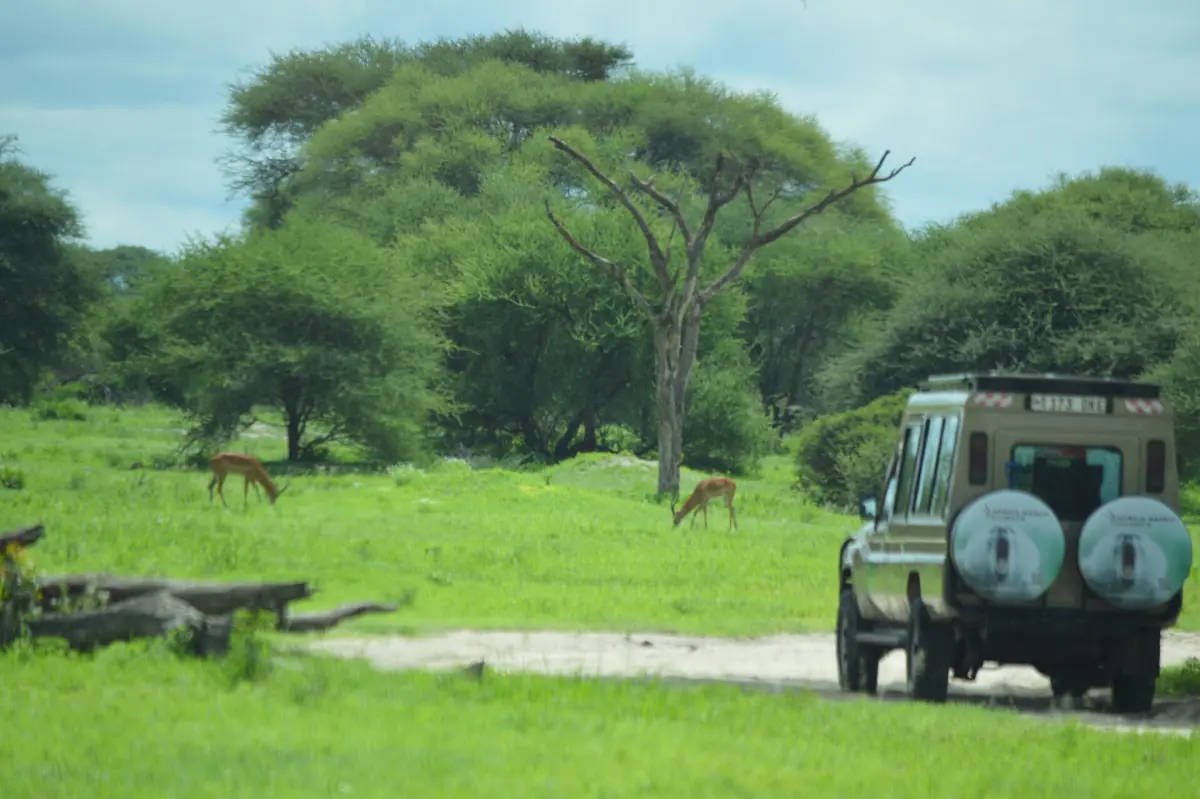 A safari vehicle among acacias